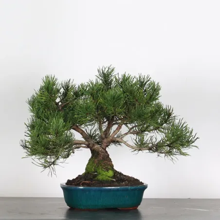 BONSAI PINUS MUGO 2-24