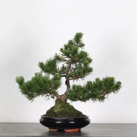 BONSAI PIN MUGO 2-25