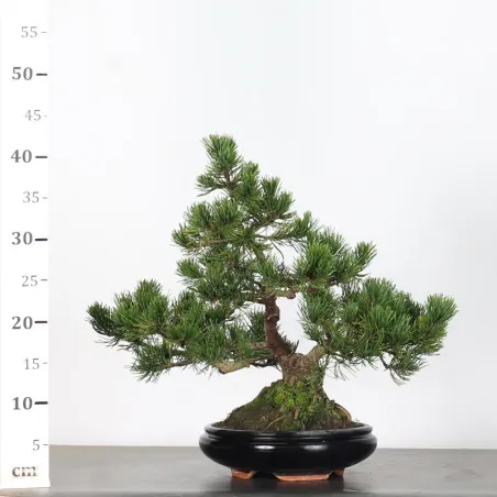 image supplémentaire - BONSAI PIN MUGO 2-25