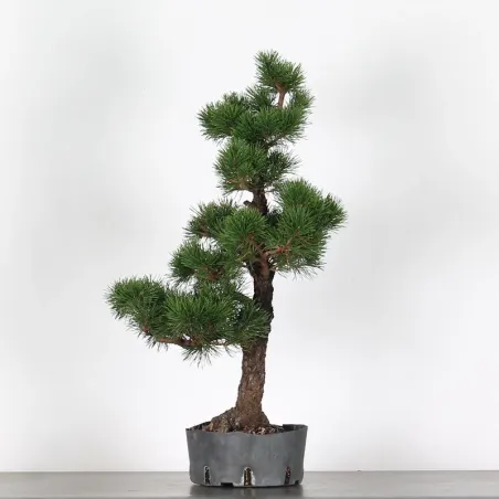 PREBONSAI PIN MUGO 3-14