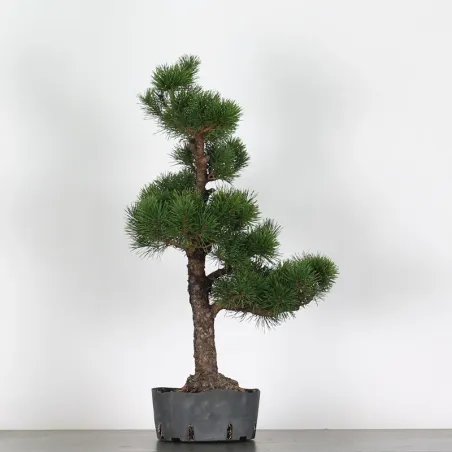 image supplémentaire - PREBONSAI PIN MUGO 3-14