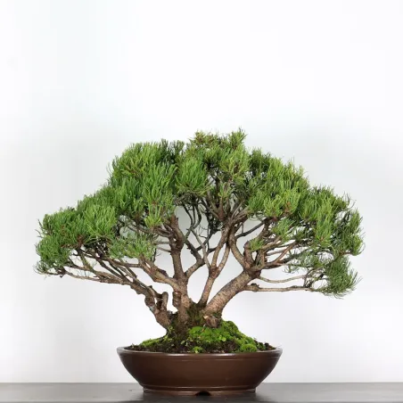 BONSAI PIN MUGO 3-16