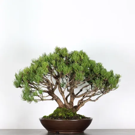 image supplémentaire - BONSAI PINUS MUGO 3-16