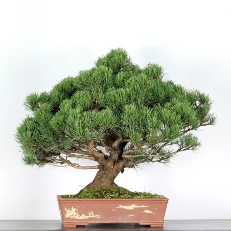 Pin mugo bonsai PM-4-1