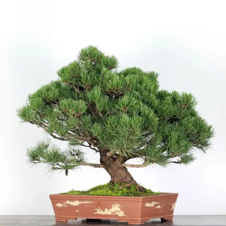 image supplémentaire - BONSAI PINUS MUGO 4-1