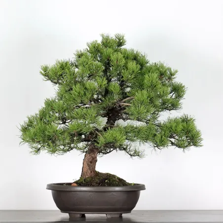 Pin mugo bonsai PM-4-2