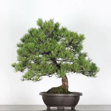 image supplémentaire - BONSAI PIN MUGO 4-2