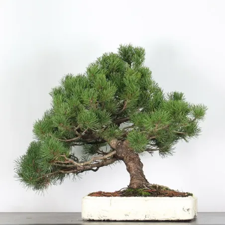 Mugo Bonsai Pine PM-4-4