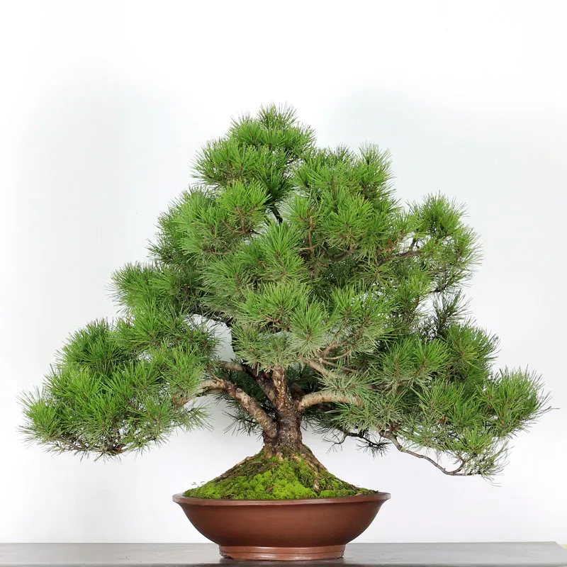 Pin mugo bonsai PM-4-6