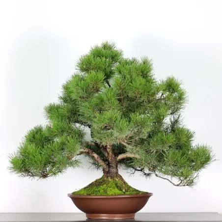 Pin mugo bonsai PM-4-6