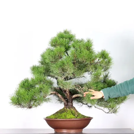 image supplémentaire - BONSAI PIN MUGO 4-6