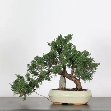 Bonsai Genévrier de Chine