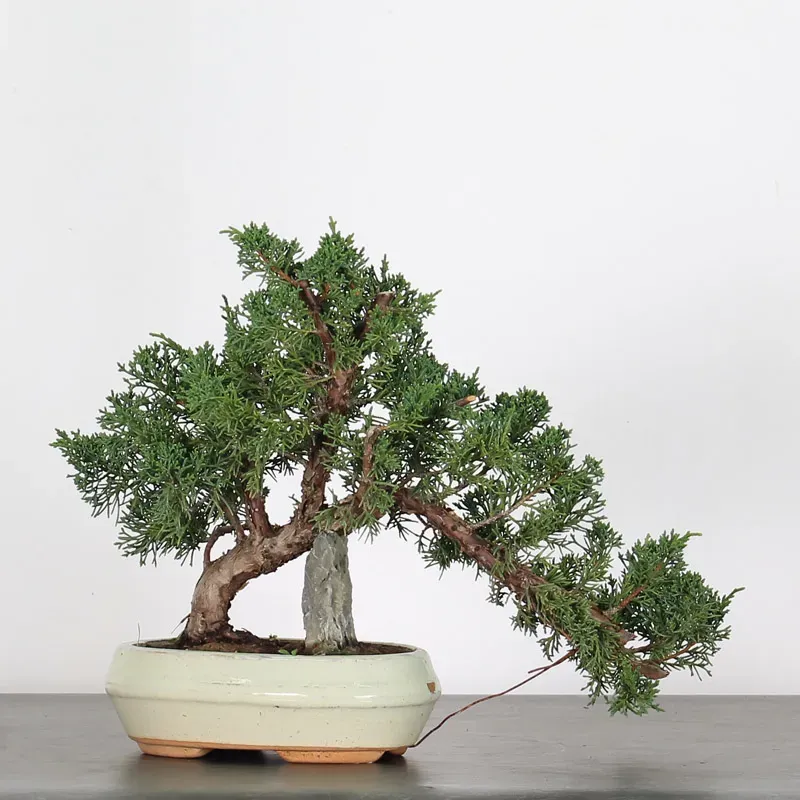 image supplémentaire - JUNIPER "JUNIPERUS KISHU" 1-22