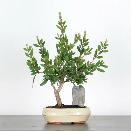 BONSAI CALLISTEMON 1-2