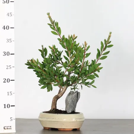 image supplémentaire - BONSAI CALLISTEMON 1-2