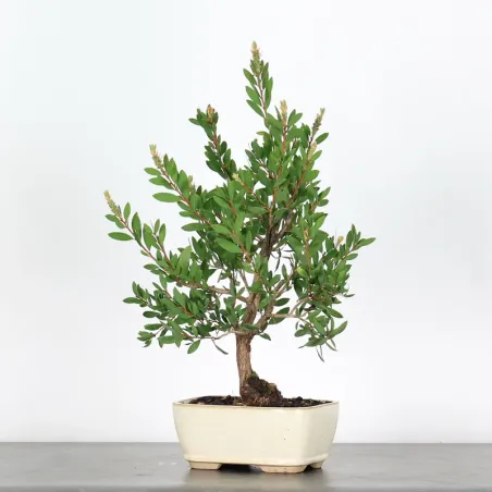 BONSAI CALLISTEMON 1-3