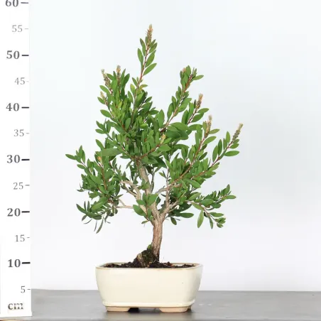 image supplémentaire - BONSAI CALLISTEMON 1-3