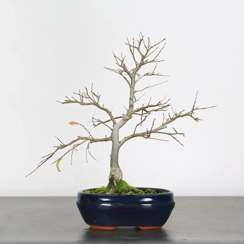 ORME DE CHINE "Ulmus parvifolia"1-19