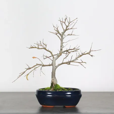 ORME DE CHINE "Ulmus parvifolia"1-19