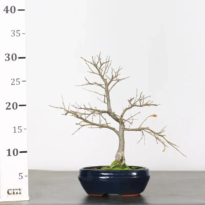 image supplémentaire - ORME DE CHINE "Ulmus...