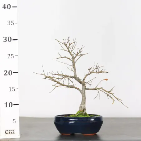 image supplémentaire - ORME DE CHINE "Ulmus...