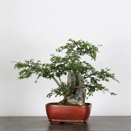 Bonsai Chinese Elm OR-1-11