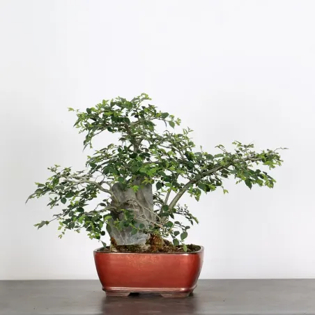 image supplémentaire - CHINESE ELM "Ulmus...