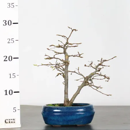 image supplémentaire - HORNBEAM "Carpinus" 1-11