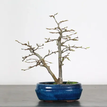 Bonsai Charms CH-1-11