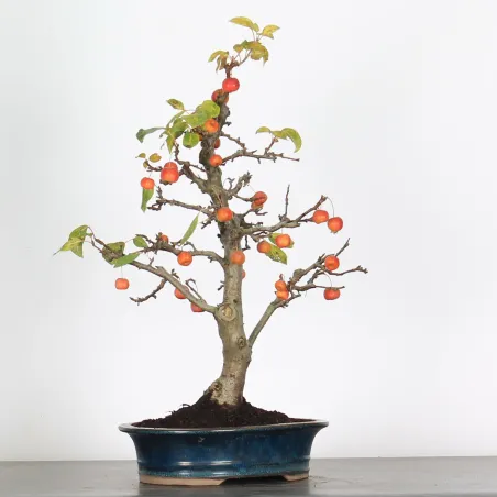 image supplémentaire - POMMIER "MALUS EVERESTE" 1-1