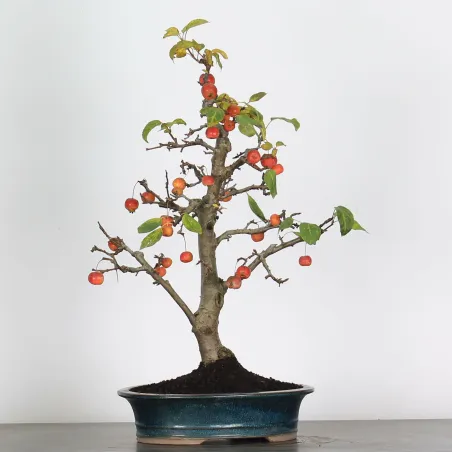 Bonsai Pommier