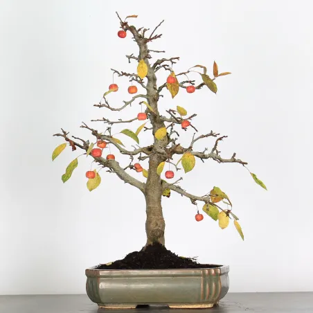 image supplémentaire - BONSAI APPLE TREE "MALUS...