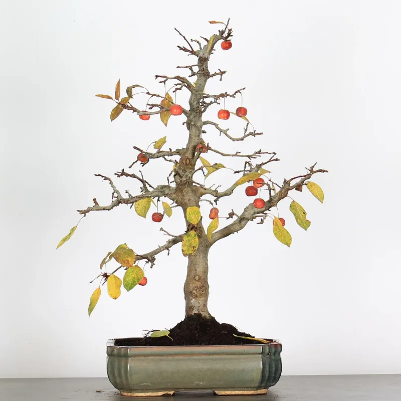 Bonsai Pommier