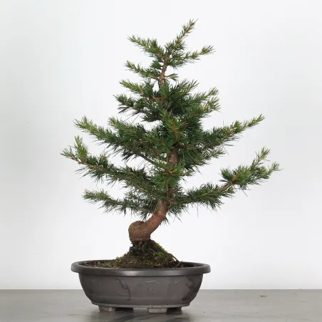 PREBONSAI Atlas cedar "atlantic cedar" 1-2