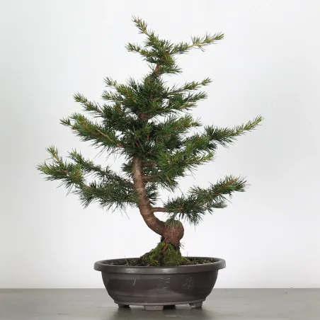 image supplémentaire - PREBONSAI Cèdre de l'atlas...