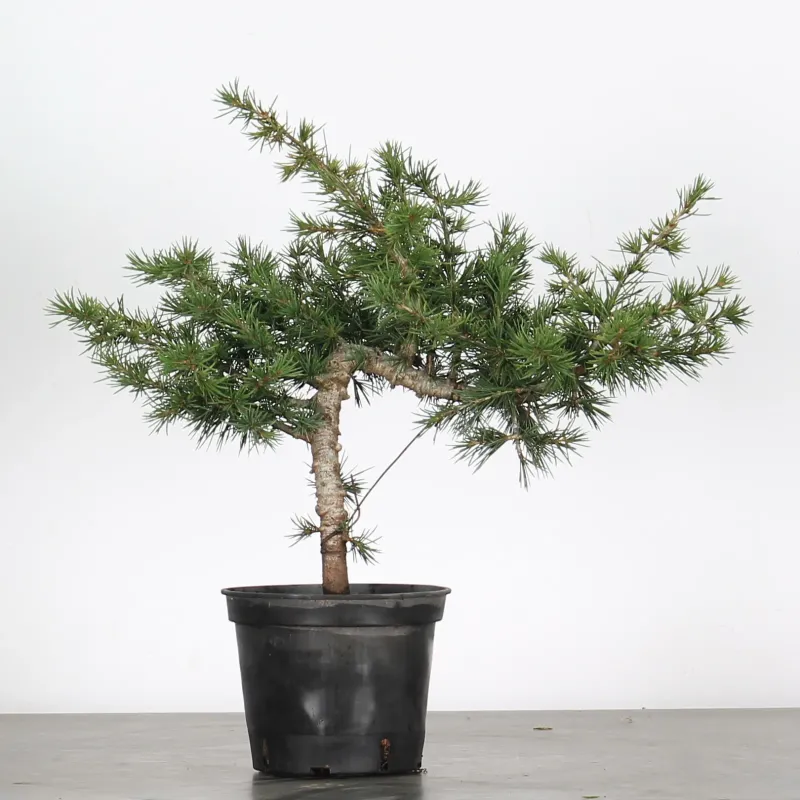 image supplémentaire - cedar of Lebanon "CEDRUS...