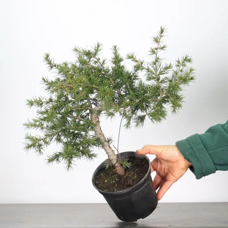 Bonsai Cèdre de l'Atlas