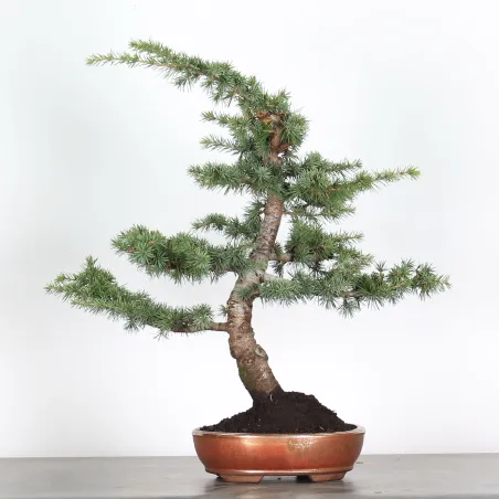 image supplémentaire - cedar  "CEDRUS atlantica" 1-4