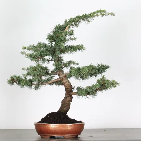 cedar  "CEDRUS atlantica" 1-4