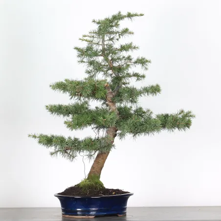 cedar "CEDRUS ATLANTICA" 1-6