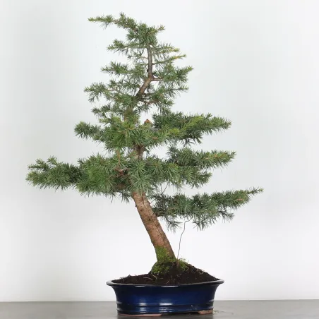 image supplémentaire - cedar "CEDRUS ATLANTICA" 1-6