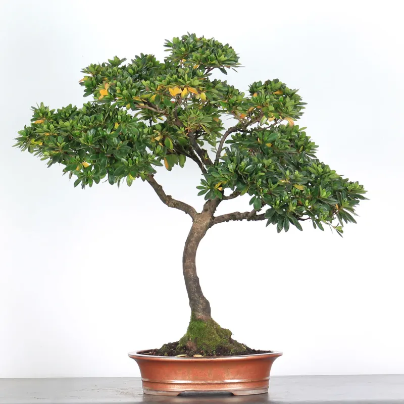 Bonsai Azalée
