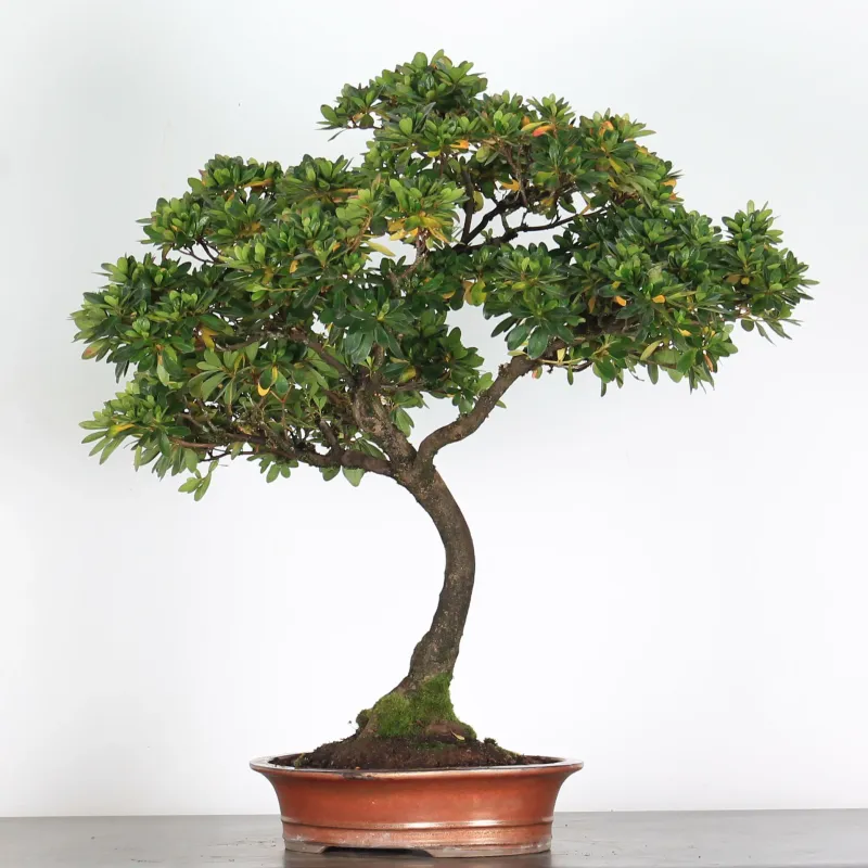 image supplémentaire - BONSAI AZALÉE  2-1