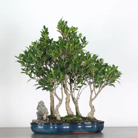 FICUS NITIDA - bonsaï d'intérieur 1-4