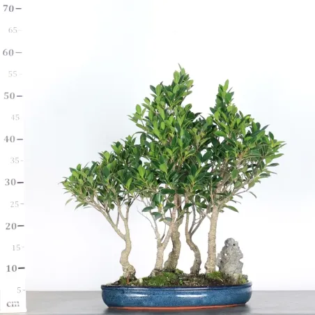 image supplémentaire - FICUS NITIDA - bonsaï...
