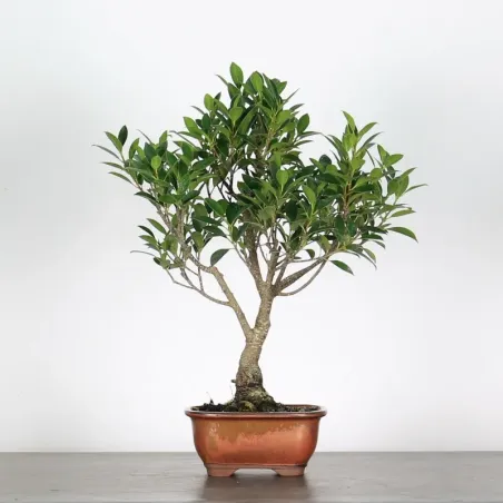 image supplémentaire - FICUS NITIDA - bonsai...