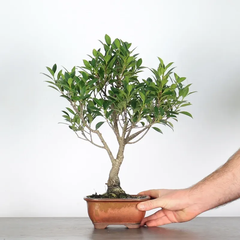FICUS NITIDA - bonsai d'intérieur 1-5