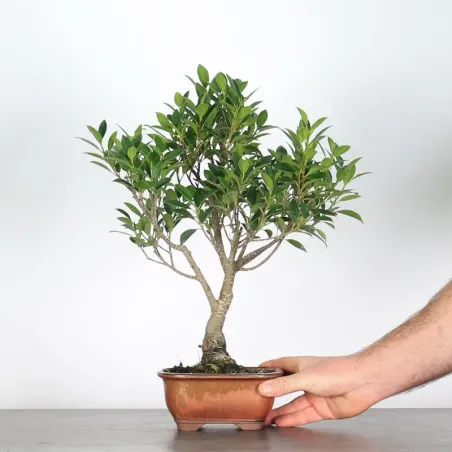 FICUS NITIDA - bonsai d'intérieur 1-5