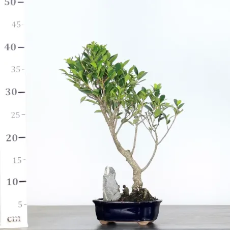 image supplémentaire - FICUS NITIDA- bonsaï...