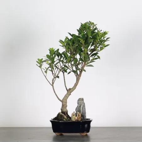 FICUS NITIDA- bonsaï d'intérieur 1-6